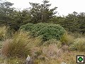 thn_NZ leden-unor 2006 202.jpg